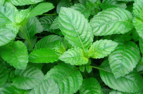 Bột Sương Sáo